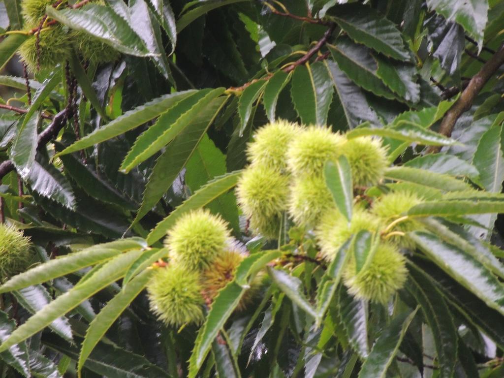 Tô na Roça Villa Cunha Ngoại thất bức ảnh